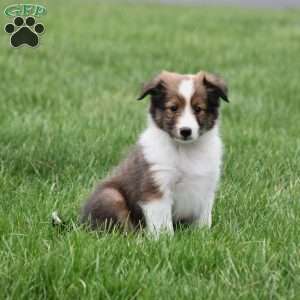 Baxter, Sheltie Puppy